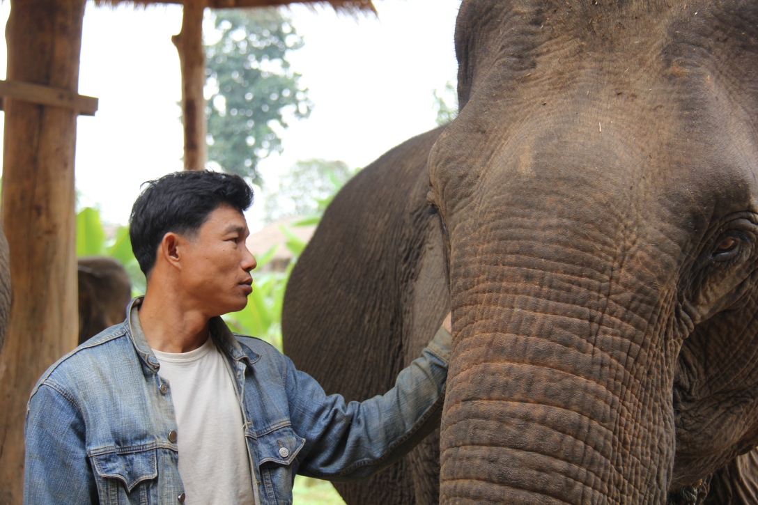 a mahout with his elephant at the ECC